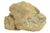 Polished Howardite Meteorite Section ( g) - Bechar #286937-1